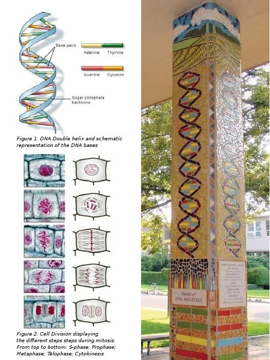 Photo of DNA column and two figures explaining the DNA double helix and cell division.