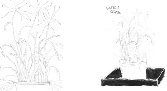 plant5and6