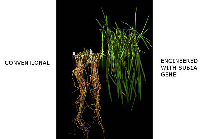 Rice with submergence tolerance gene versus standard